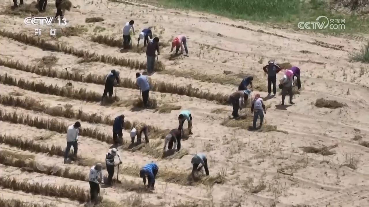 焦点访谈｜久久为功 祖国北疆筑起抵御风沙“绿色长城”(图12)