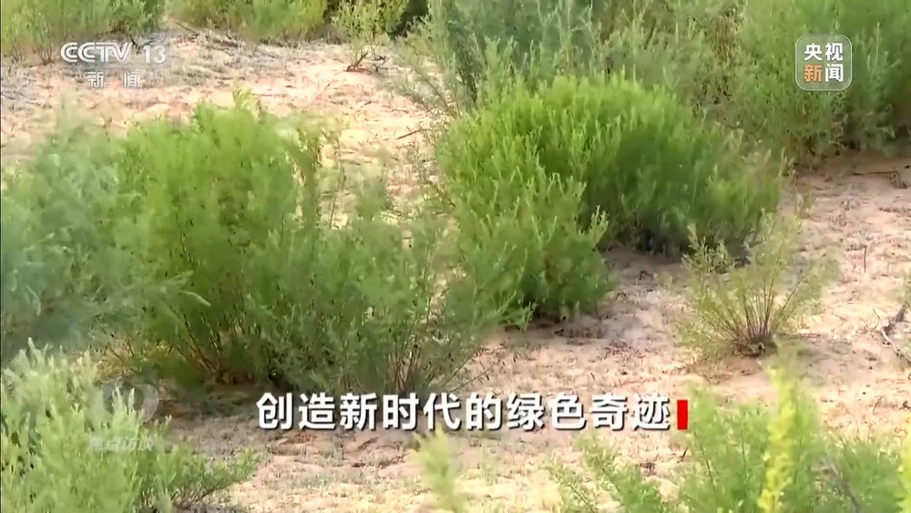 焦点访谈丨让黄沙变“金沙”“中国方案” 创造更多绿色奇迹(图6)