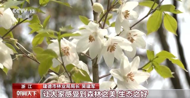 解锁绿色新高度全球新增绿化面积四分之一来自中国(图6)